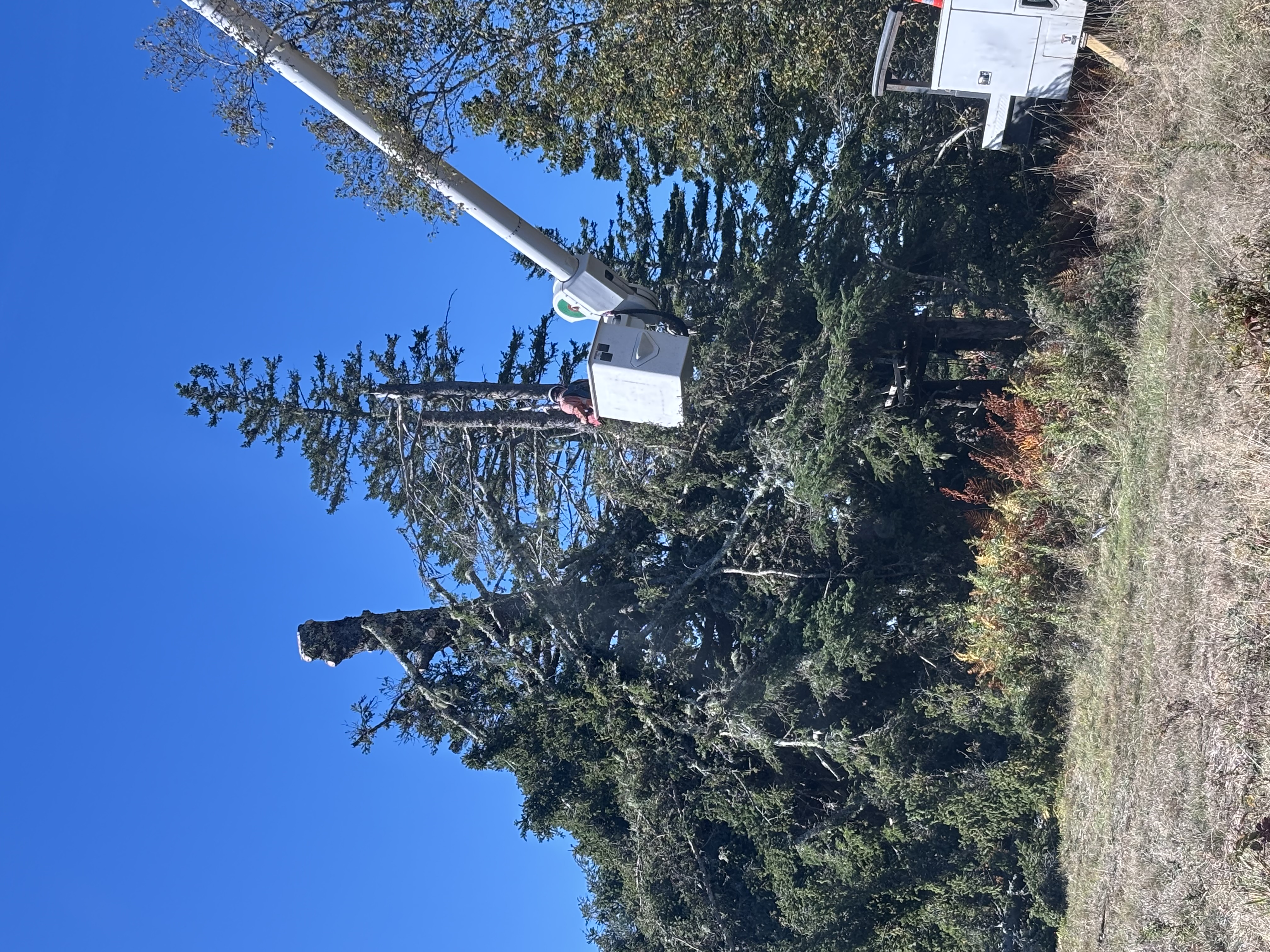 Tree work near lines and structures